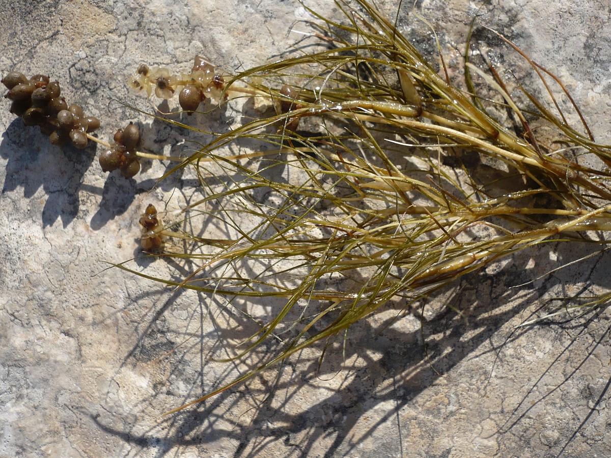 Potamogeton pectinatus l. - рдест гребенчатый